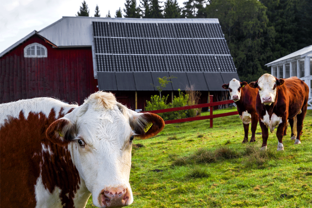 solceller Brunvita kossor framför en röd ladugård med solcellspaneler på taket